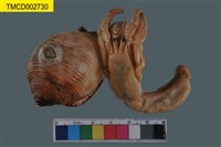 藏品(鱗片真寄居蟹)的圖片